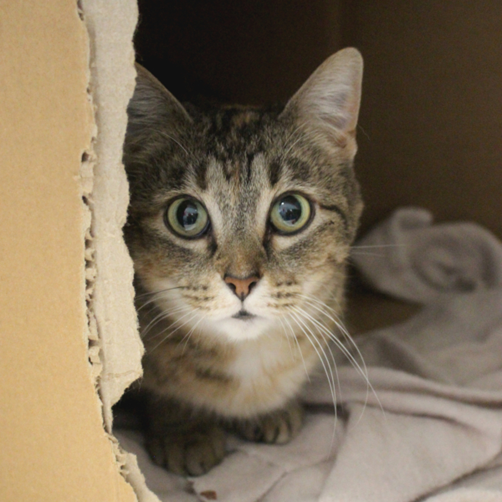 Jasmine -- Bonded Buddy With Lyle