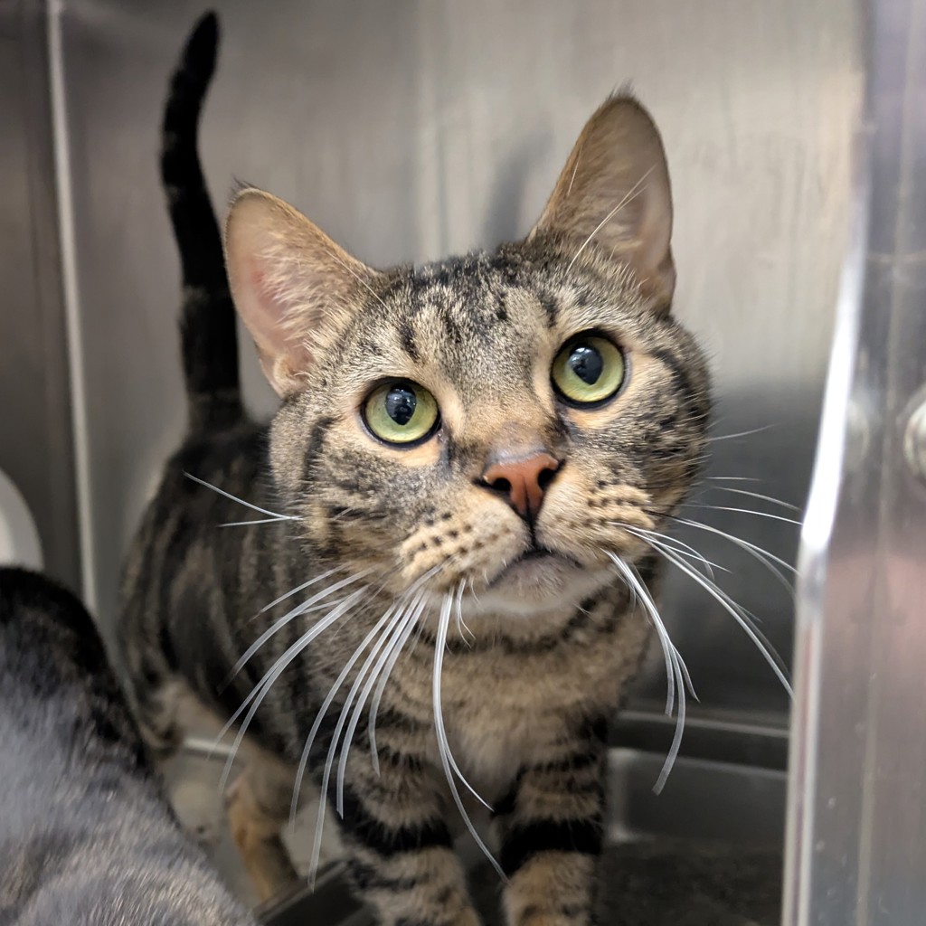 Kat -- Bonded Buddy With Pirate