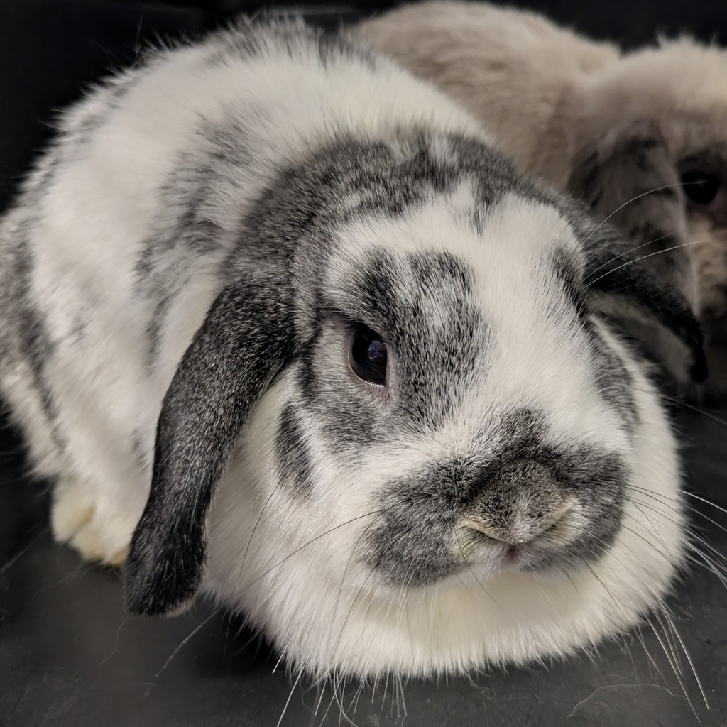 Katie -- Bonded Buddy With Mary