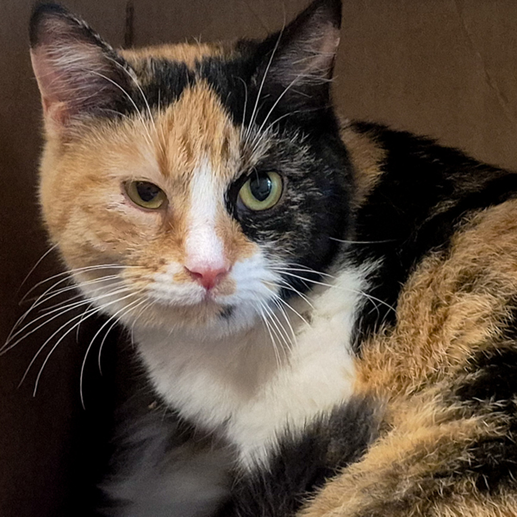 Mandy -- Bonded Buddies With Brandy