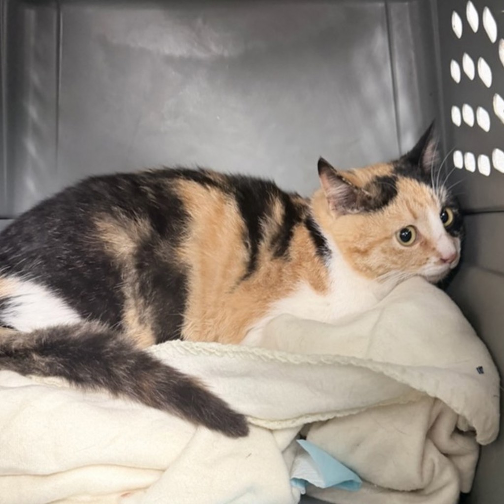 Mandy -- Bonded Buddies With Brandy