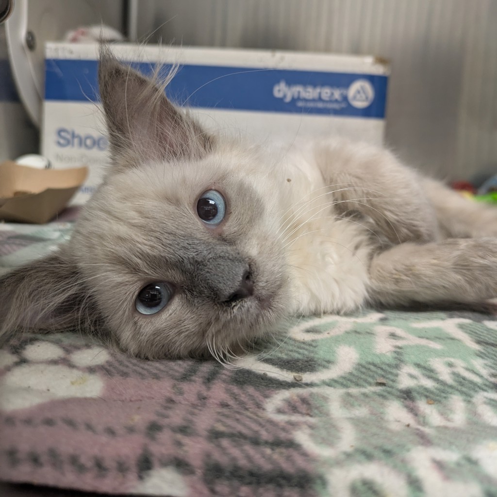 Miss Electric Blue Boogaloo