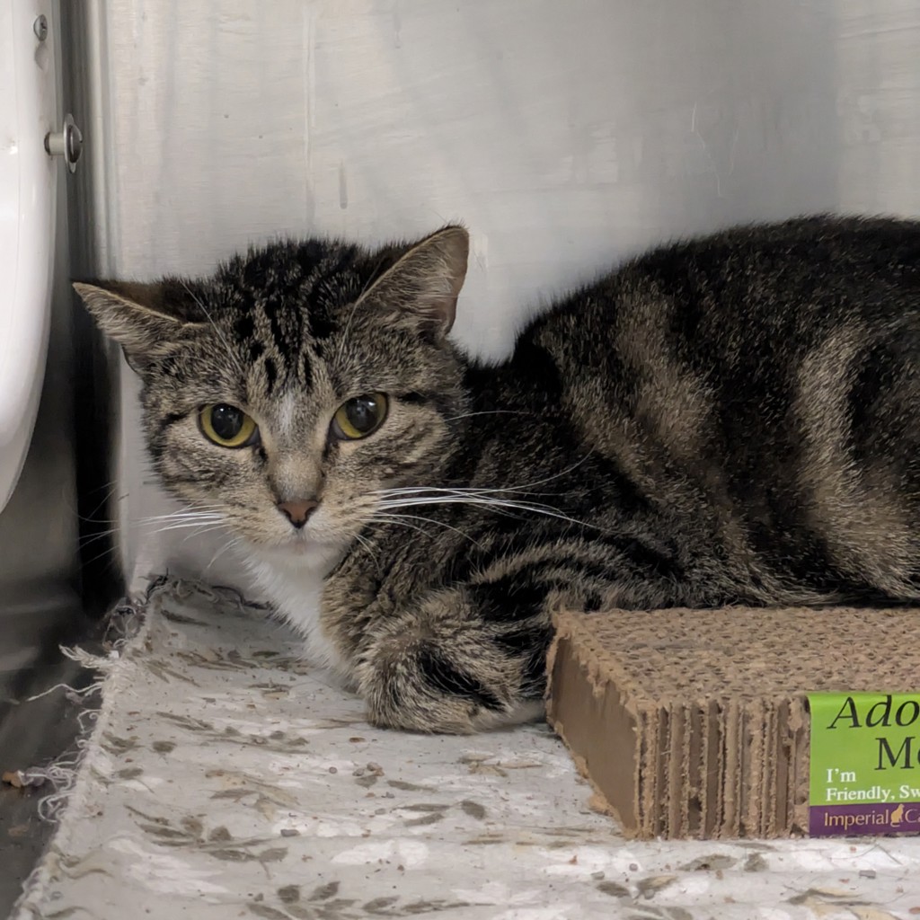 Moo Moo -- Bonded Buddy With Violet