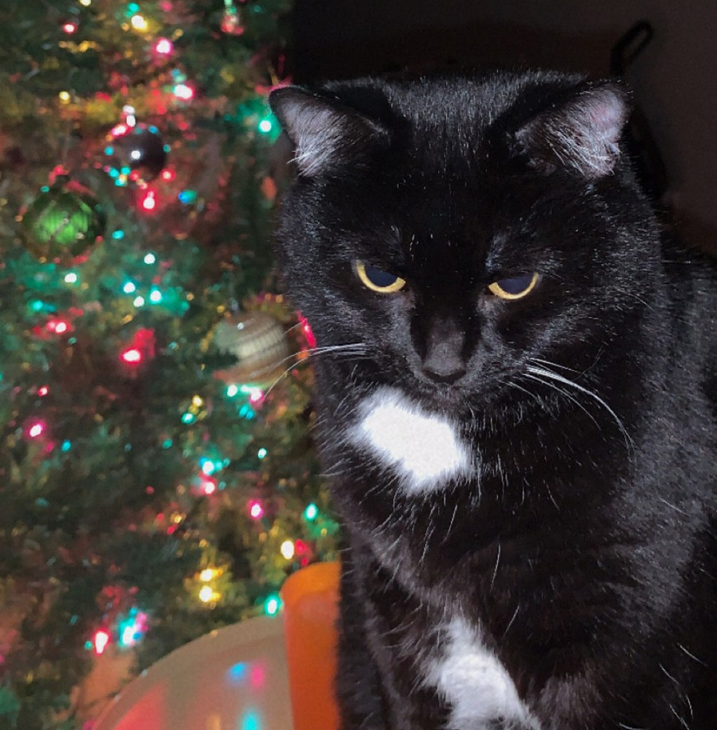 Morgan -- Bonded Buddy With Conner