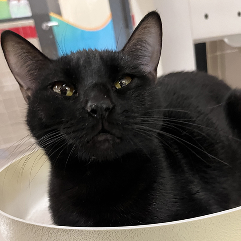 Mystic -- Bonded Buddies With Phoenix