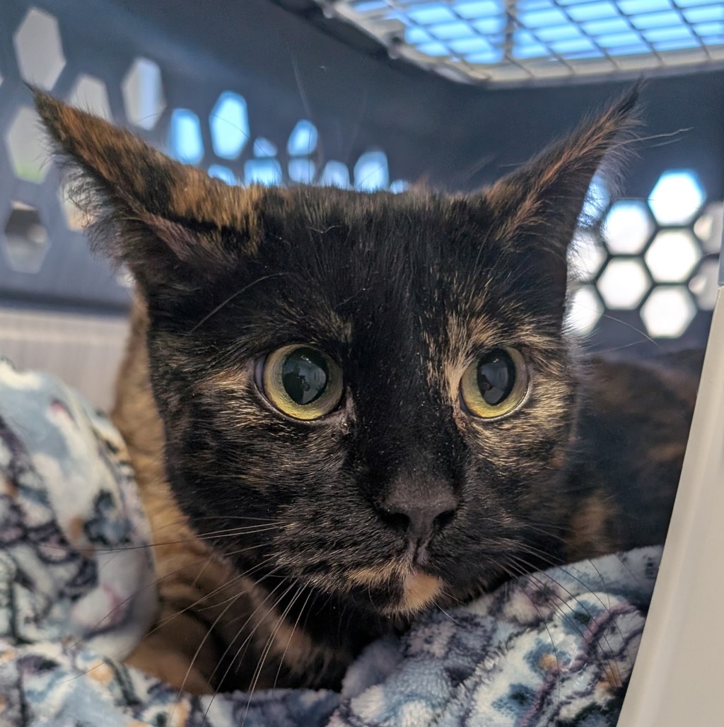 Oreo -- Bonded Buddies With Pickles