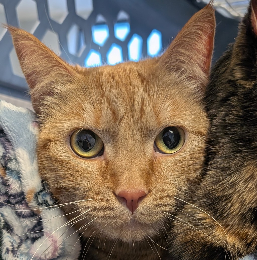 Pickles -- Bonded Buddies With Oreo