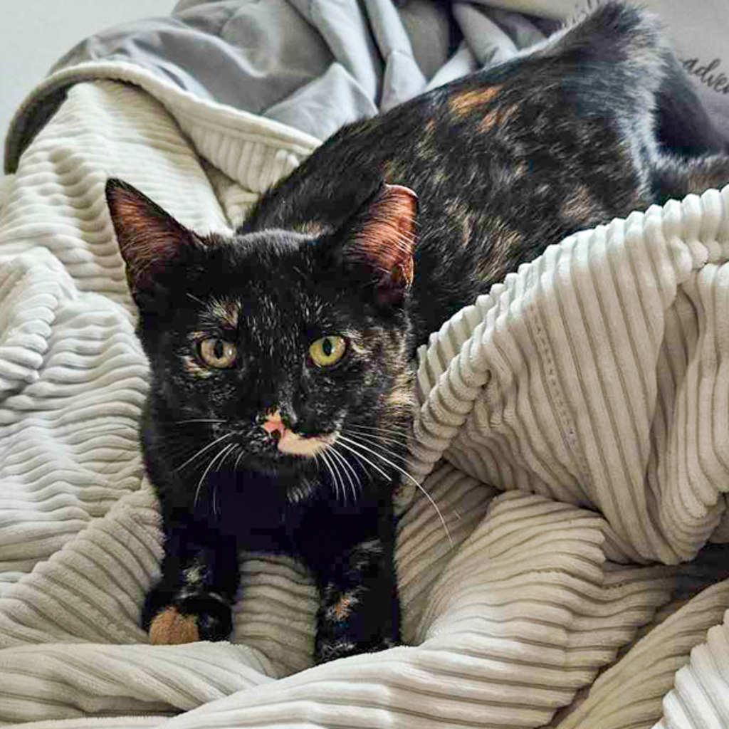 Pinky -- Bonded Buddy With Inky