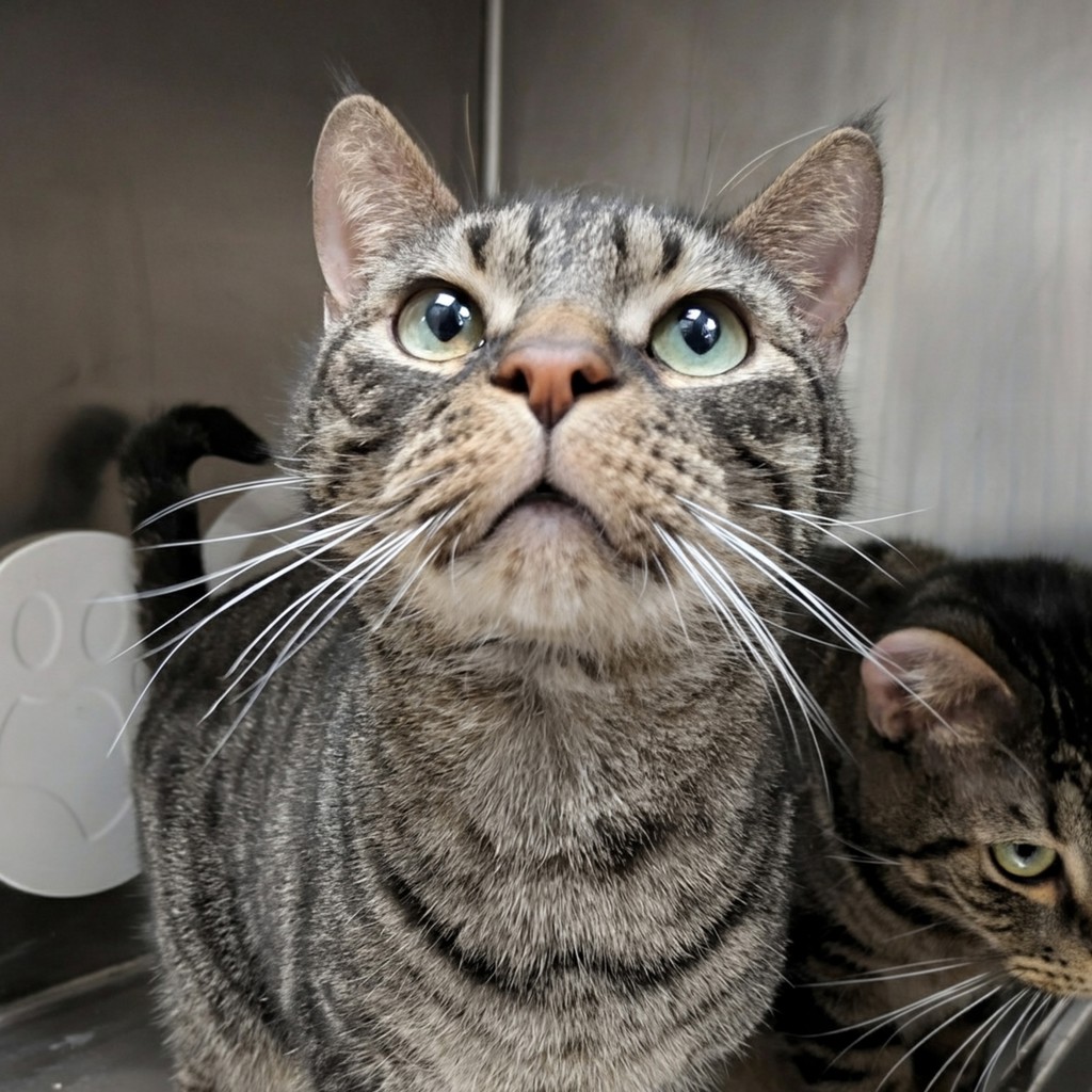 Pirate -- Bonded Buddy With Kat