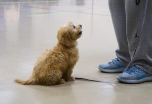 Puppy Kindergarten_10