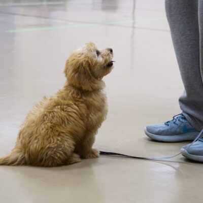 Puppy Kindergarten_10