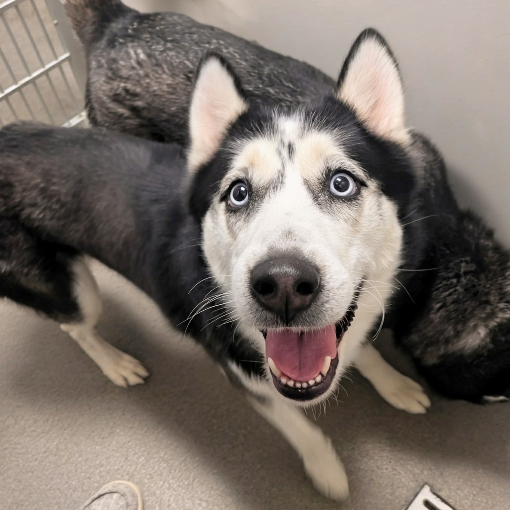 Sky -- Bonded Buddy With Kiya