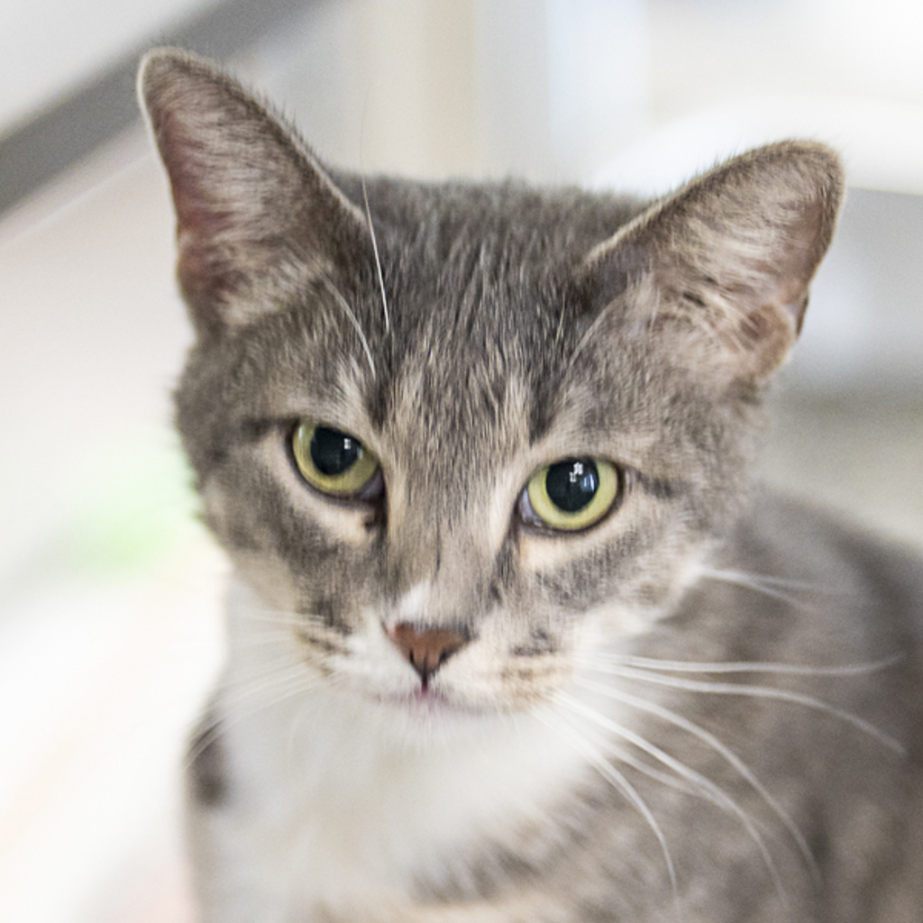 Skye -- Bonded Buddy With Mittens