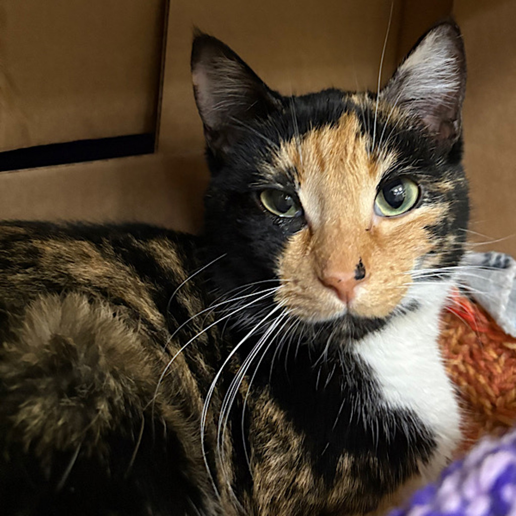 Sphynx -- Bonded Buddy With Jinx