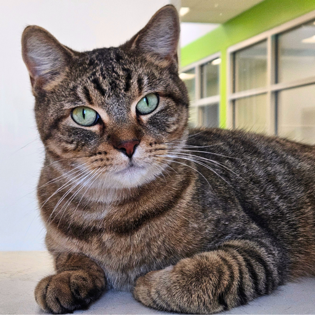 Squirrely -- Bonded Buddy With Sassy