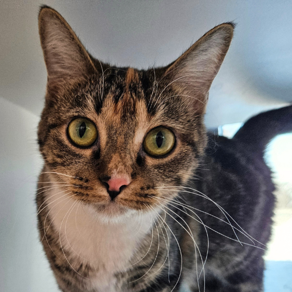 Stella - Bonded W/ Angel