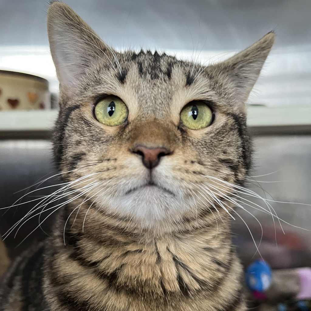 Vikavolt Bonded Buddy With Charjabug