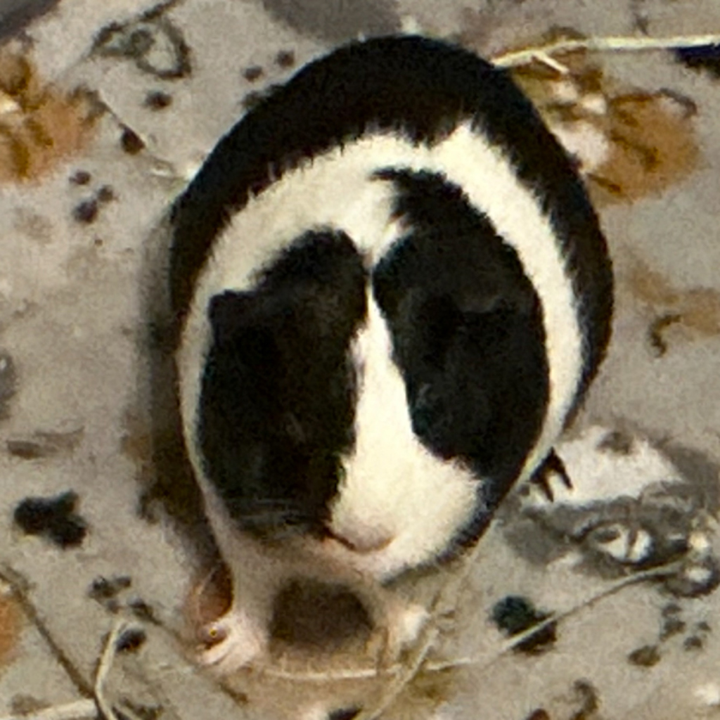 Willow - Bonded Buddy With Blossom