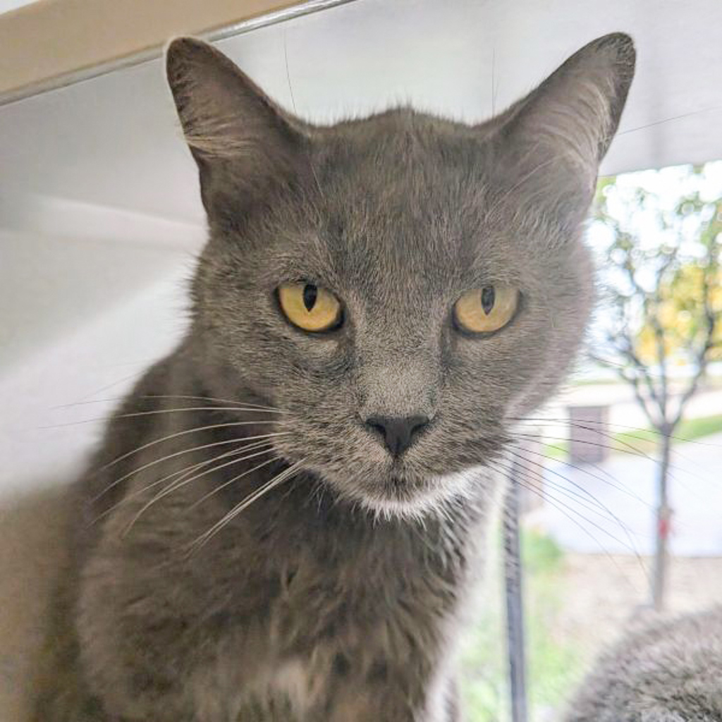 Windsor -- Bonded Buddy With Wonda