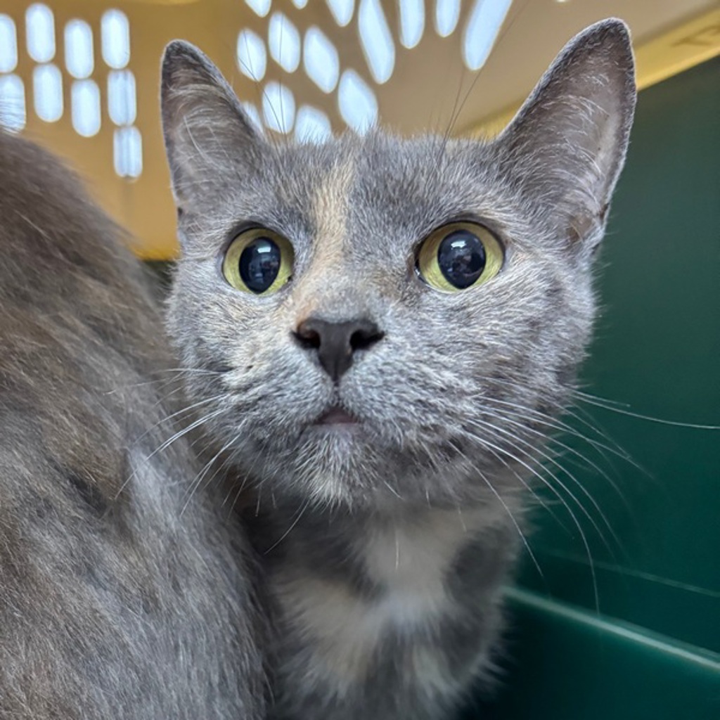 Wonda -- Bonded Buddy With Windsor