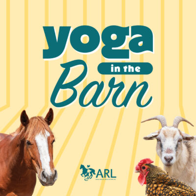 Yoga in the barn