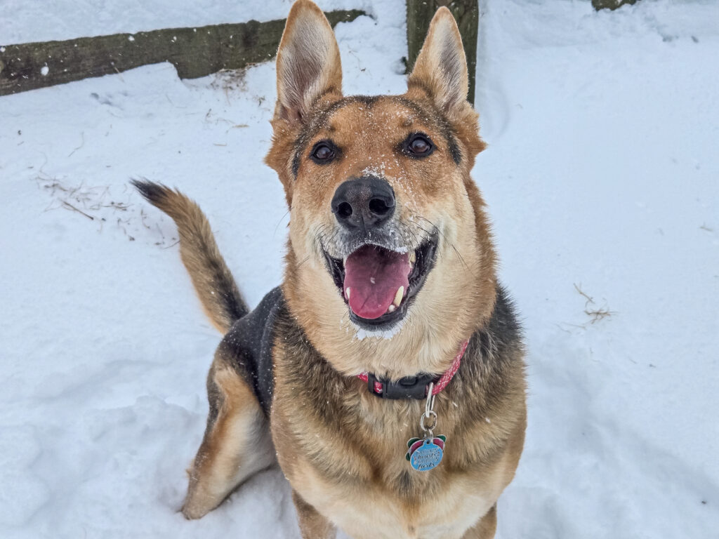With severe winter weather in the forecast, here are some tips from the Animal Rescue League of Iowa (ARL) to keep your pets – and the pets in your community - safe in these cold temperatures.