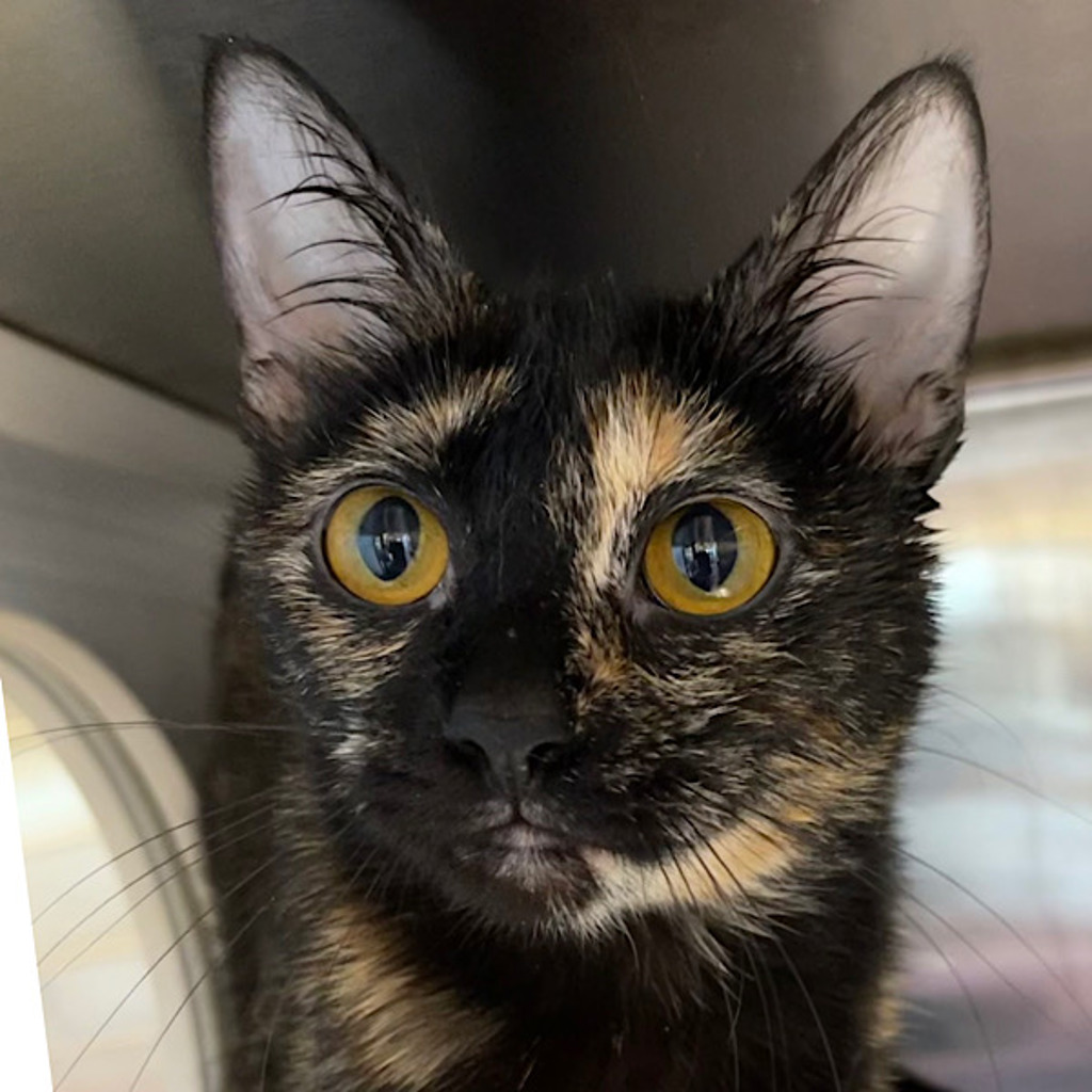 Bean -- Bonded Buddy With Lynxy & Merlin