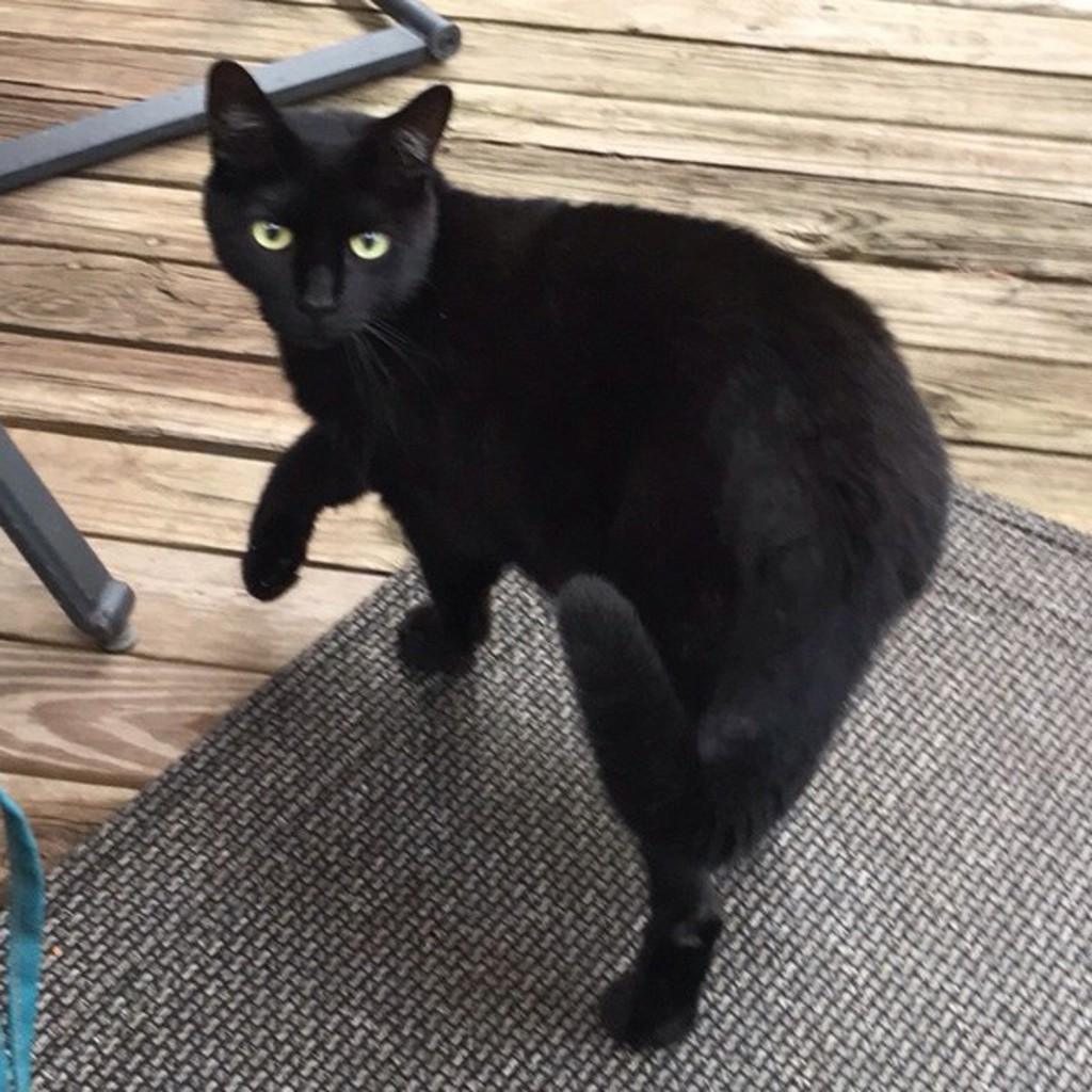 Blackie -- Bonded Buddy With Fluffy