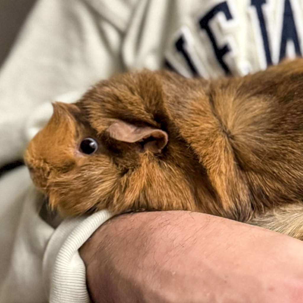 Butterscotch -- Bonded Buddy With Trixie