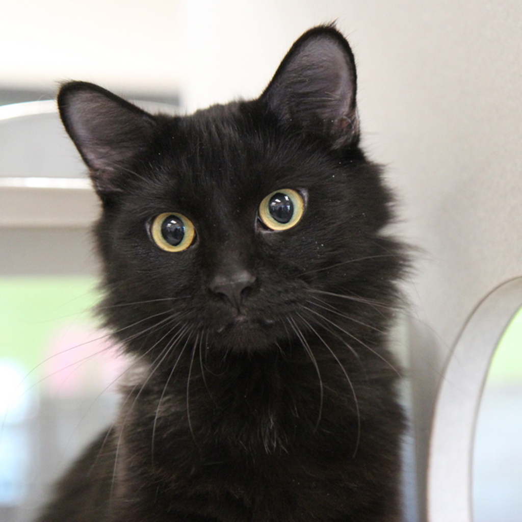 Coco -- Bonded Buddy W/midnight