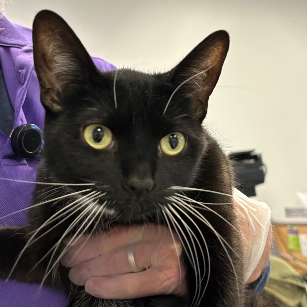 Coco -- Bonded Buddy W/midnight