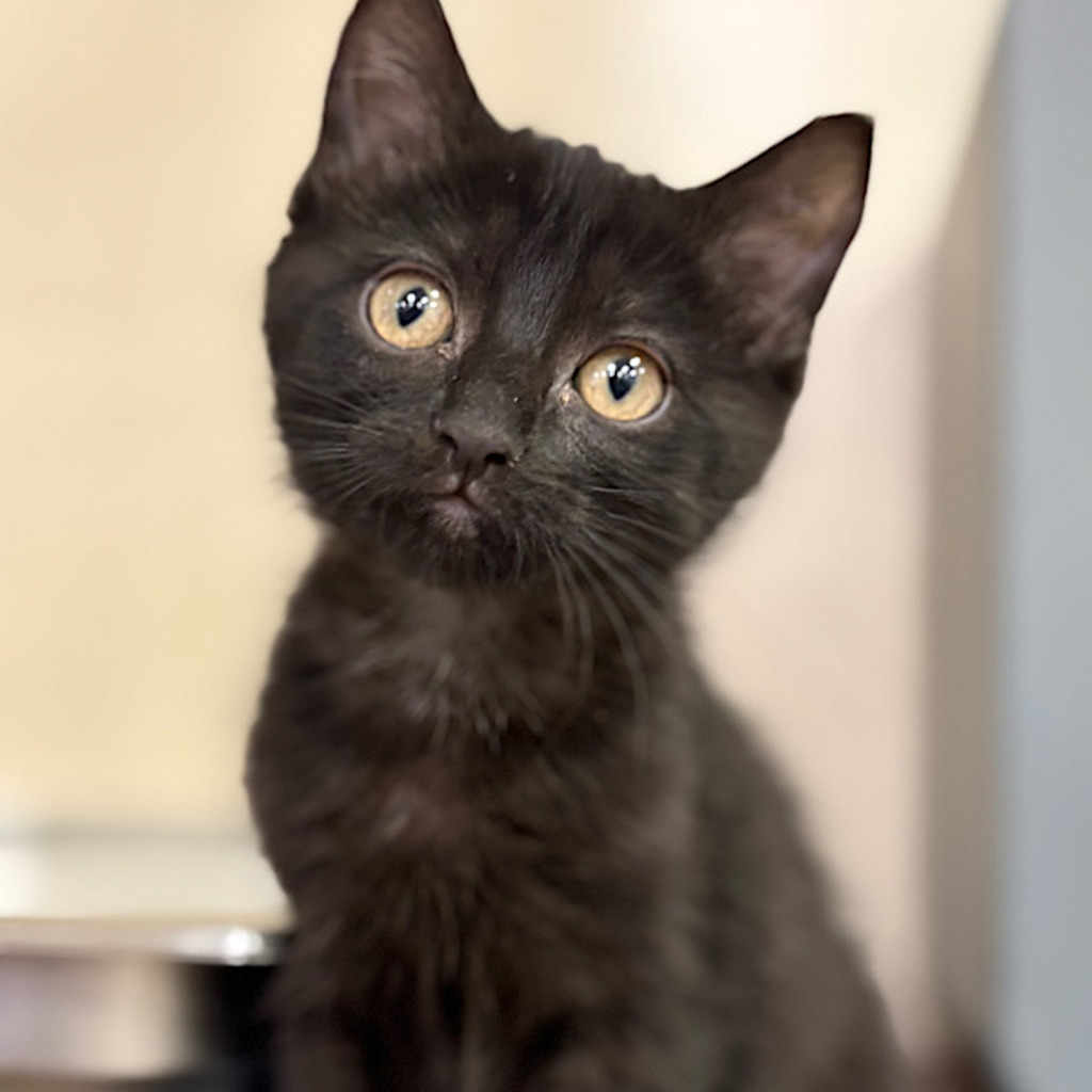 Eunice -- Bonded Buddy With Noble