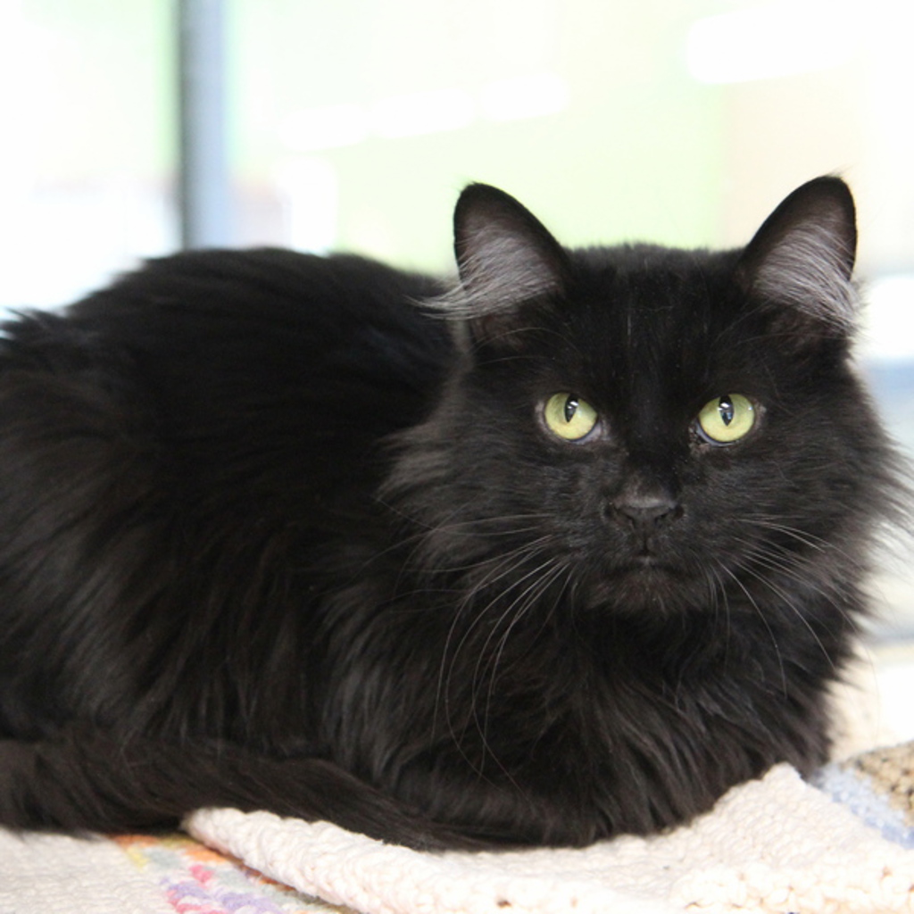 Fluffy -- Bonded Buddy With Blackie