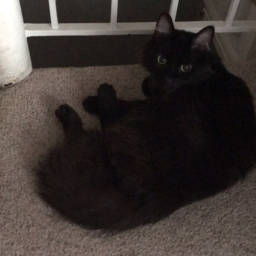 Fluffy -- Bonded Buddy With Blackie