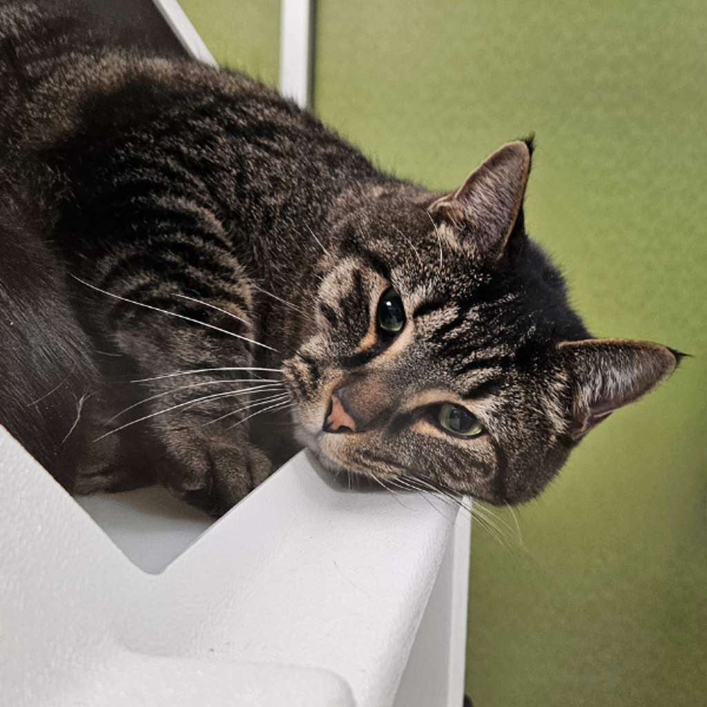 Gadget -- Bonded Buddy With Gizmo