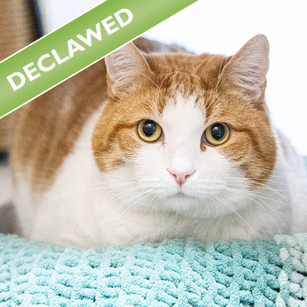 Garth -- Bonded Buddy With Midnight