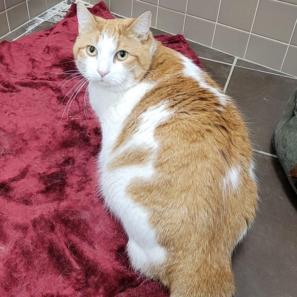 Garth -- Bonded Buddy With Midnight