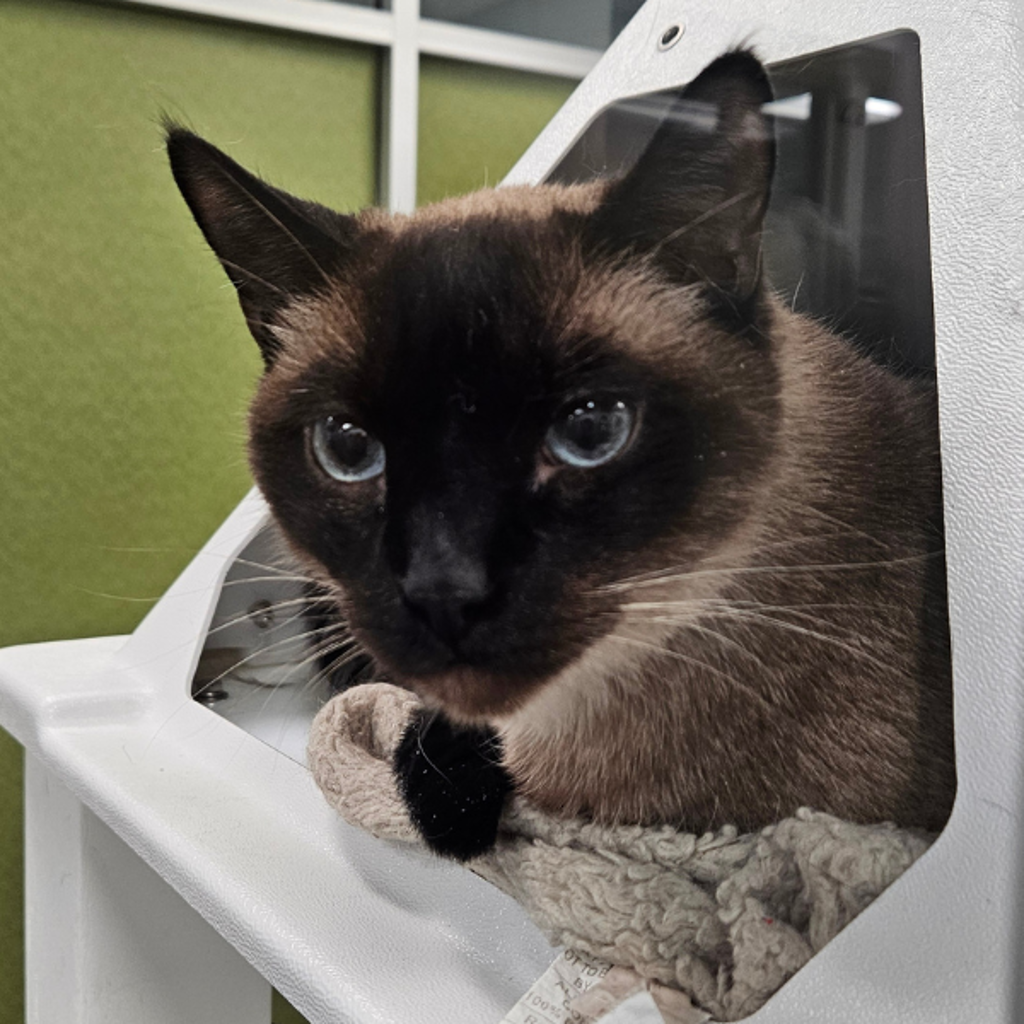 Gizmo -- Bonded Buddy With Gadget