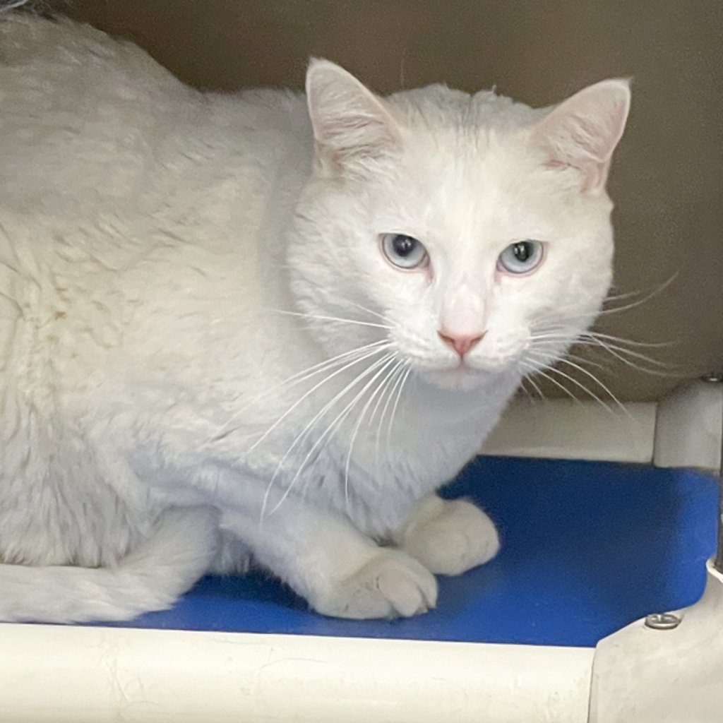 Gizmo -- Bonded Buddy With Sabrina