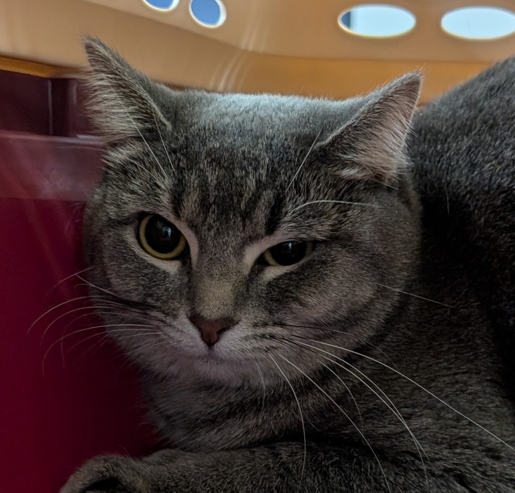 Grey Foot -- Bonded Buddies With White Foot