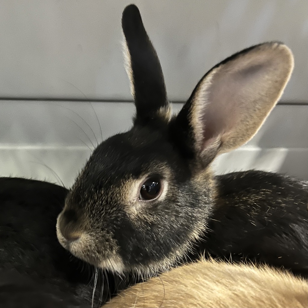 Jadis -- Bonded Buddies With Susan