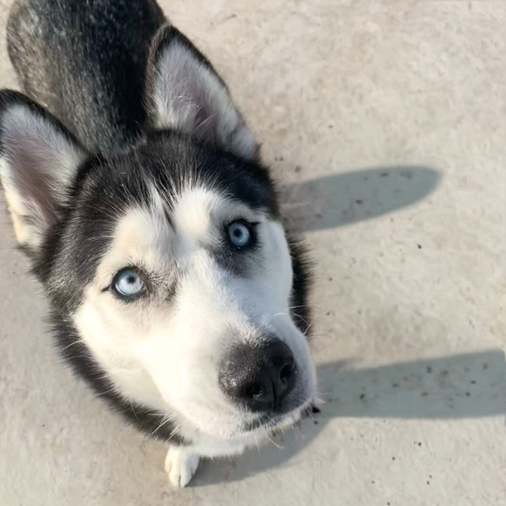 Kiya -- Bonded Buddy With Sky