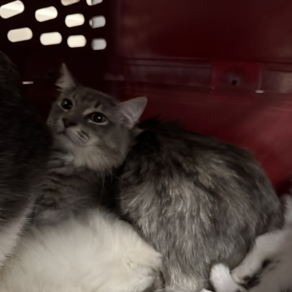 Lady Glitter Sparkles