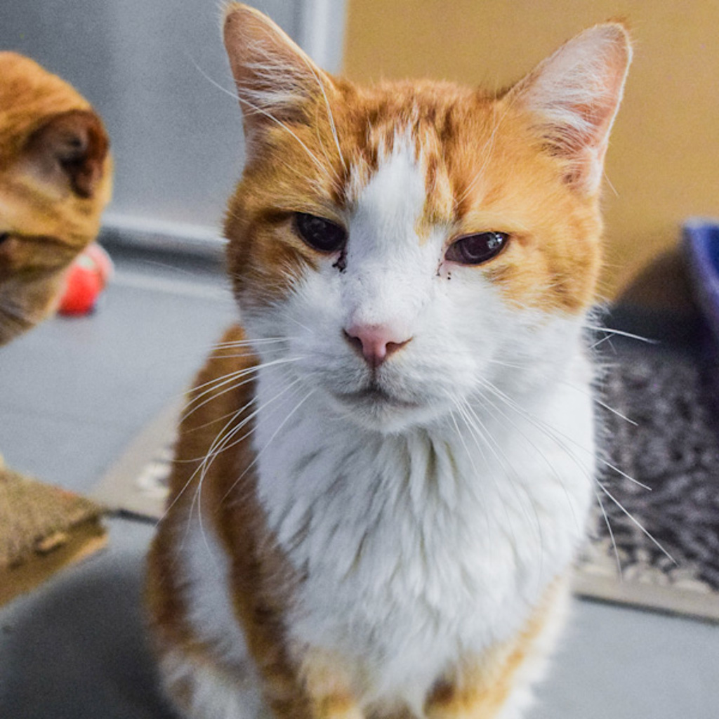 Larry -- Bonded Buddy With Short Stuff