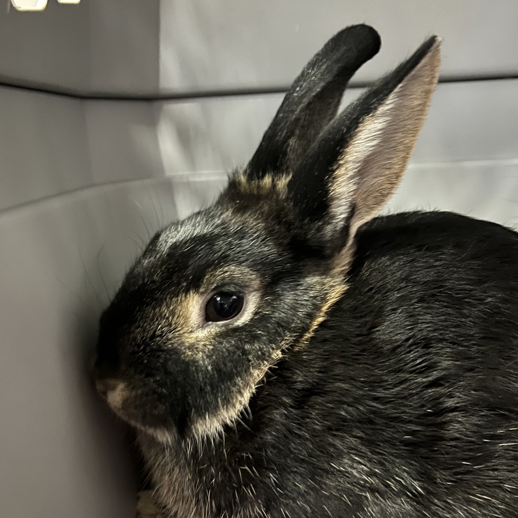 Lucy -- Bonded Buddies With Jadis