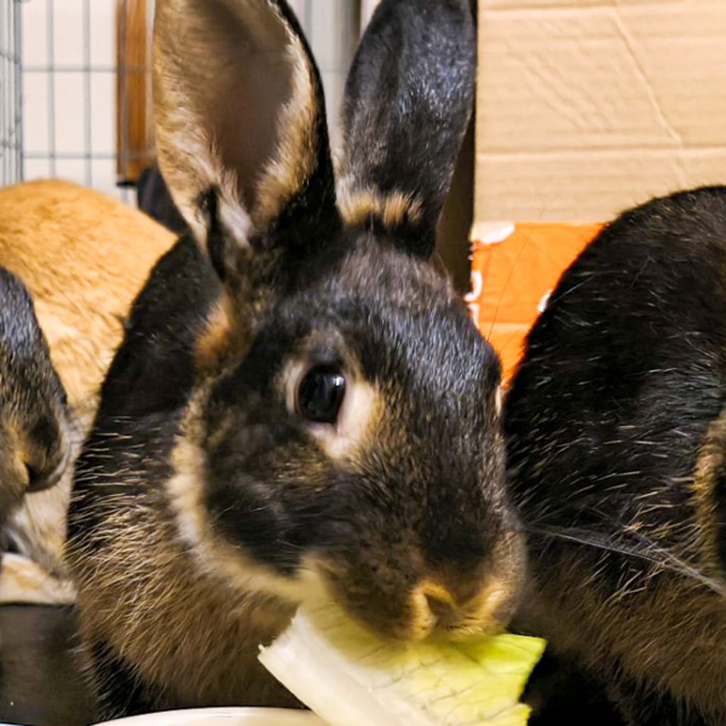 Lucy -- Bonded Buddy With Parsnip