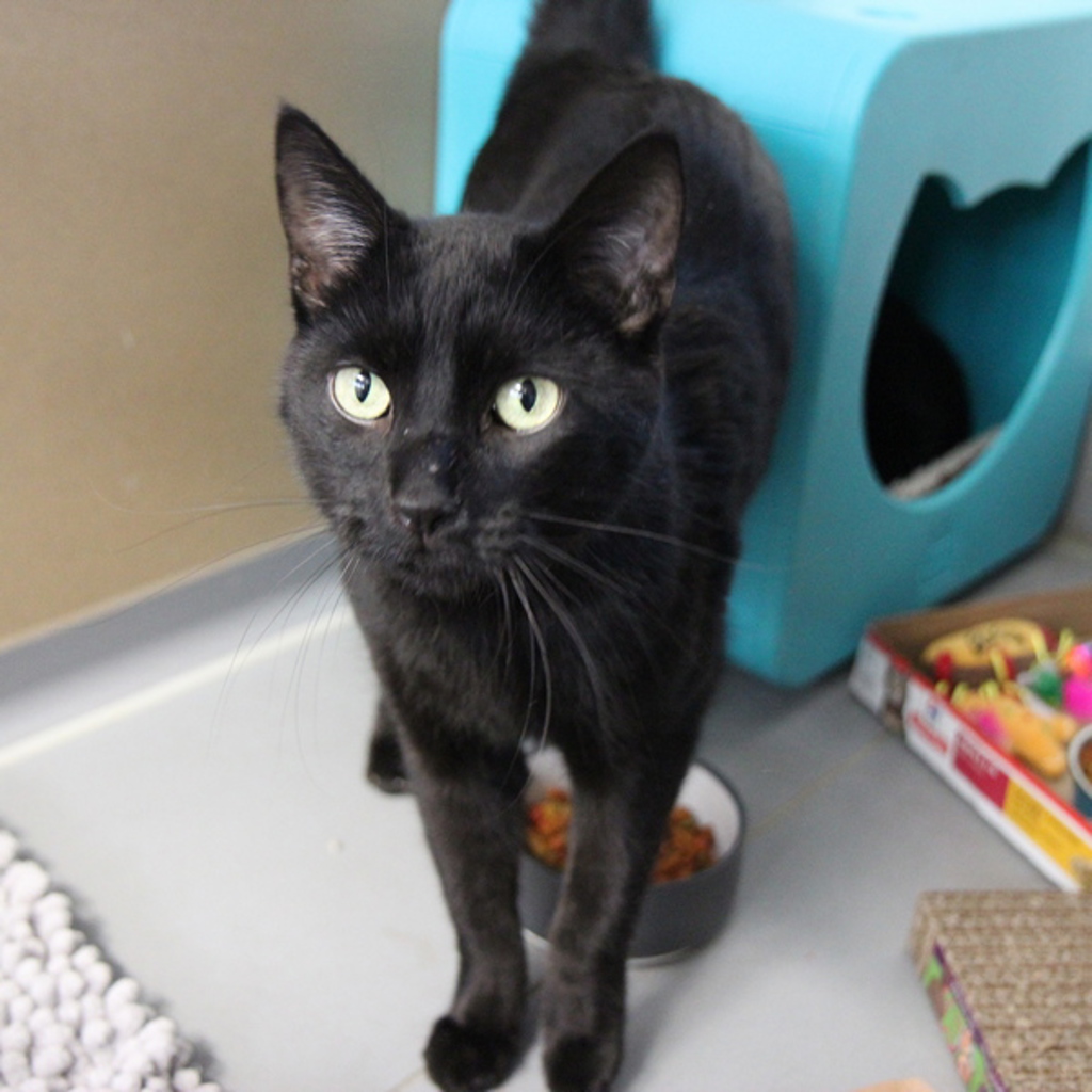 Luke  -- Bonded Buddy With Mack