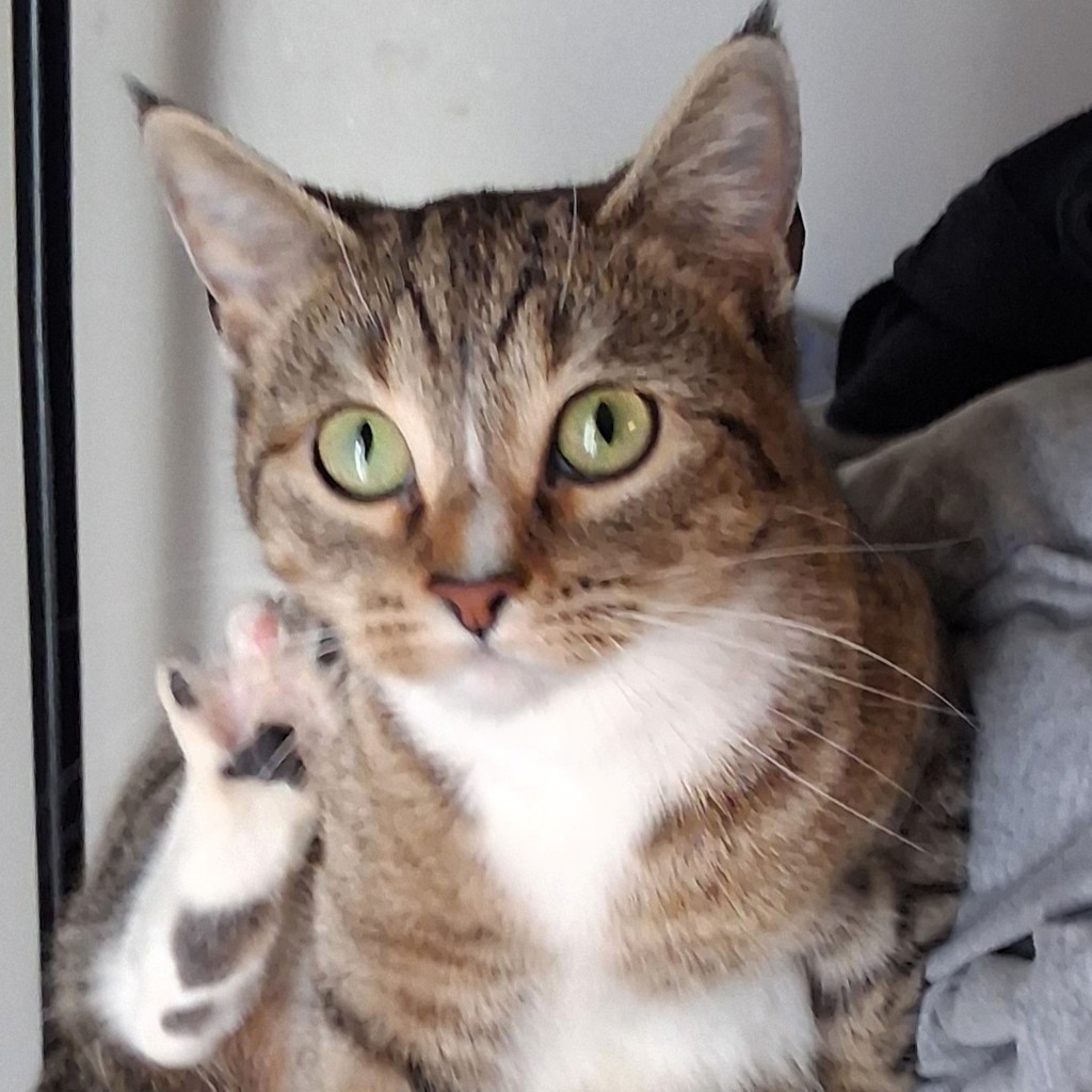 Lynxy -- Bonded Buddy With Merlin & Bean