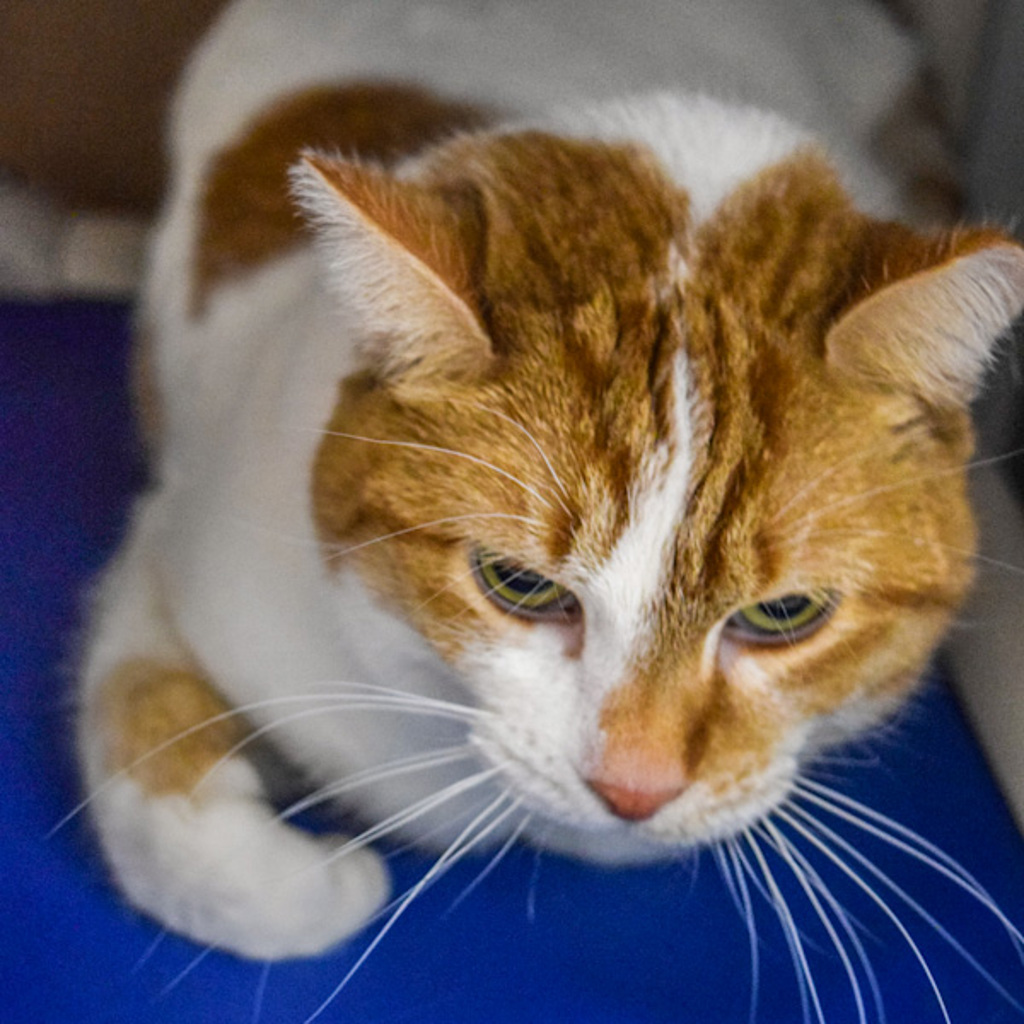 Mango -- Bonded Buddy With Peach