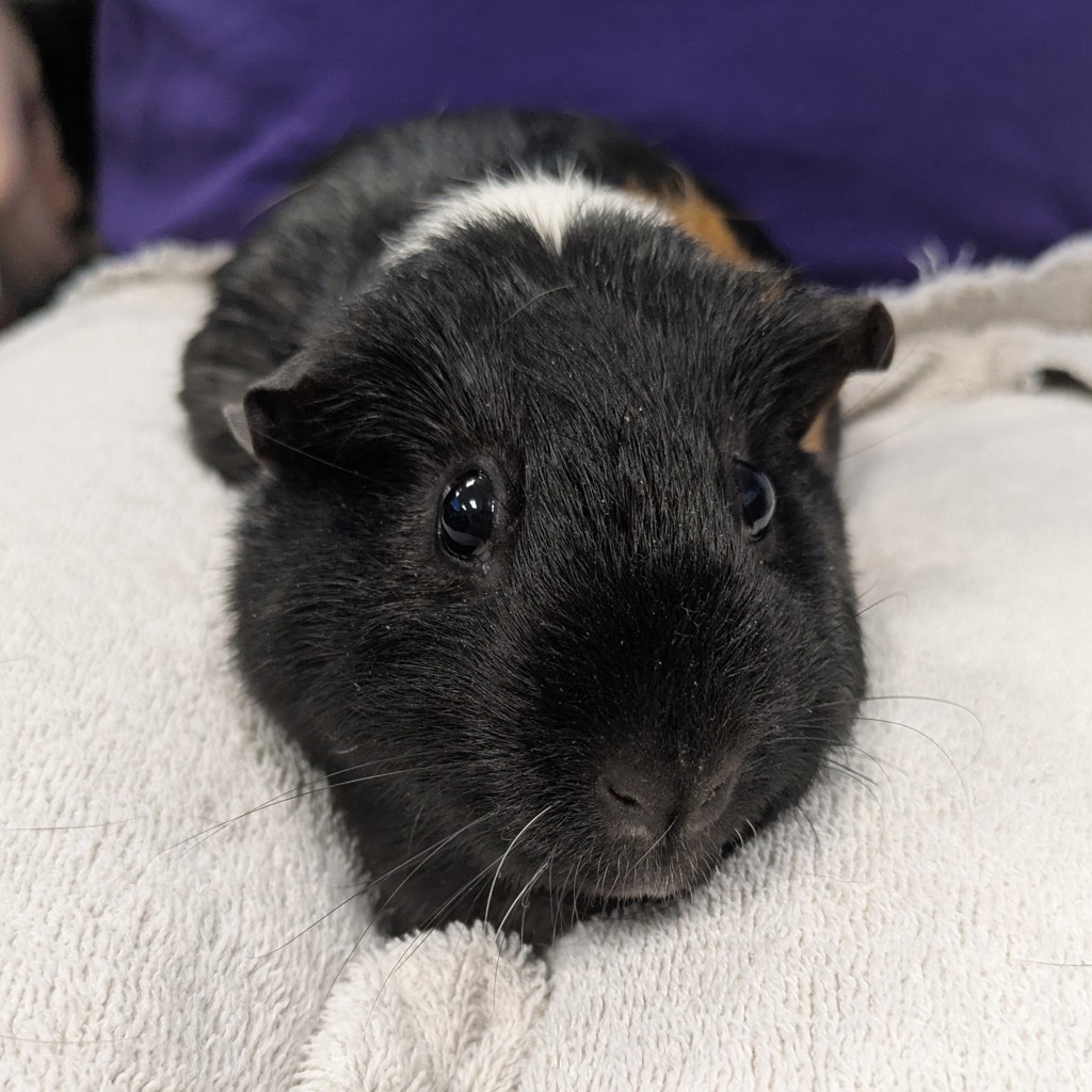 McFlurry - Bonded Buddy With Oreo